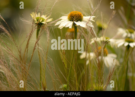 " Bianco " Lustre Echinacea o Coneflowers Foto Stock