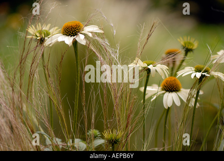 " Bianco " Lustre Echinacea o Coneflowers Foto Stock