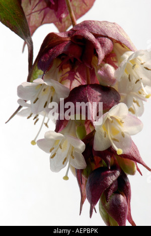 Close up di un fagiano Berry Flowerhead - nome latino Leycesteria formosa Foto Stock