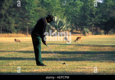 Zimbabwe Victoria Falls, uomo giocando a golf con warthog sinistra e destra impala in background Foto Stock