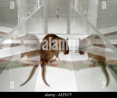 Lab Rat in psicologia sperimenta labirinto di vetro in un laboratorio scientifico Foto Stock