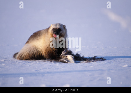 Wolverine Gulo gulo alimentazione su un Caribou Coffee Company nell'Artico National Wildlife Refuge versante nord del Brooks Range Alaska Foto Stock