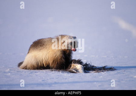 Wolverine Gulo gulo alimentando nell'Artico National Wildlife Refuge versante nord del Brooks Range Alaska Foto Stock