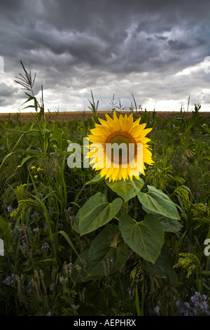 Semi di girasole che cresce in un campo di coltivazione nei pressi di Winchester, Hampshire Foto Stock