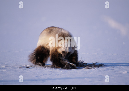 Wolverine Gulo gulo alimentando nell'Artico National Wildlife Refuge versante nord del Brooks Range Alaska Foto Stock