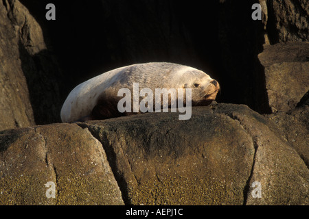 Steller Sea Lion Eumetopias jubatus suns stesso sulle rocce nel Parco nazionale di Kenai Fjords Resurrecution Bay Alaska Foto Stock