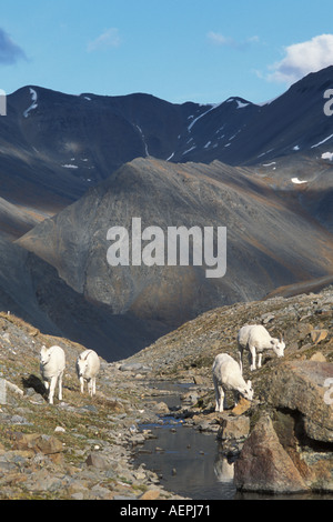 Dall ovini ovis dalli rovistando lungo la western Arctic National Wildlife Refuge Brooks Range Alaska Foto Stock