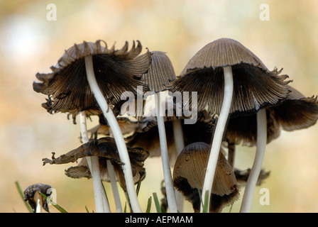 Funghi Inkcaps comune - Coprinus atramentarius Foto Stock