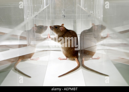 Lab Rat in psicologia sperimenta labirinto di vetro in un laboratorio scientifico Foto Stock