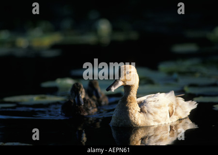 Canapiglia Anas strepera femmina con i giovani sul lago Washingon Washington Foto Stock