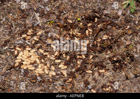 Western ricoprendo di paglia Formica obscuripes o red ant per ritirare il loro larva e spostare il loro nido centromeridionale Alaska Foto Stock