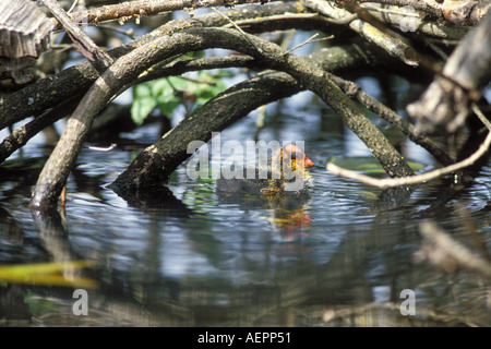 American coot Fulica americana chick sul lago Washington Washington Foto Stock