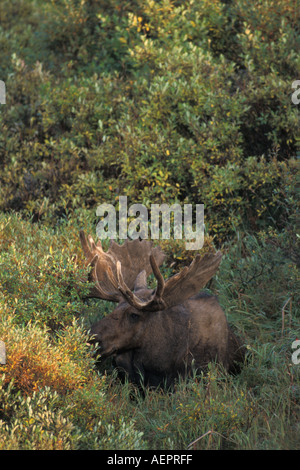 Moose Alces alces bull con grandi corna di cervo in velluto di riposo in salici arbustivi Denali National Park interno dell Alaska Foto Stock