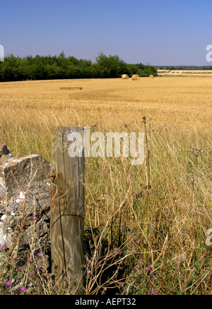 Campo nel Regno Unito al momento del raccolto in estate Foto Stock