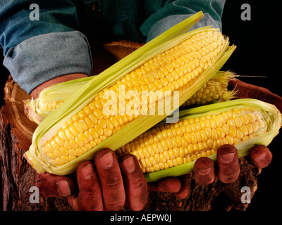 Uomo agricoltore tenendo il granturco dolce Foto Stock