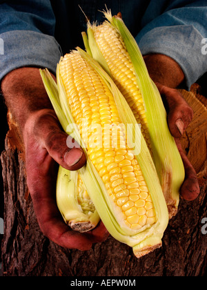 Uomo agricoltore tenendo il granturco dolce Foto Stock