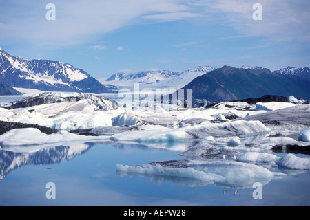 Muw gull Larus canus su un blu iceberg dal ghiacciaio di Orso in orso lago glaciale il parco nazionale di Kenai Fjords centromeridionale Alaska Foto Stock