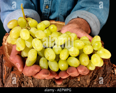 L'agricoltore che detiene l'uva verde. Foto Stock