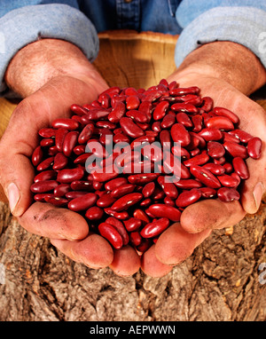 L'agricoltore che detiene i fagioli. Foto Stock