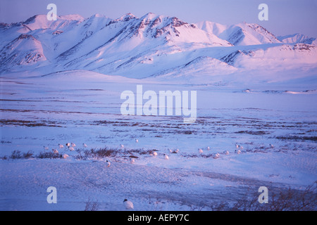 Pernice bianca Lagopus mutus nell'Artico centrale versante nord del Brooks Range Arctic National Wildlife Refuge Alaska Foto Stock