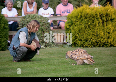 Turkmenian Eagle Owl (Bubo bubo) che riceve la sua ricompensa dopo aver volato a falconeria mostra al Huxley Bird of Prey Center, Horsham, West Sussex Foto Stock