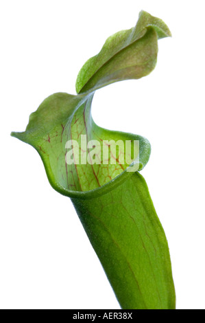 Primo piano di una dolce pianta brocca Sarracenia rubra Foto Stock