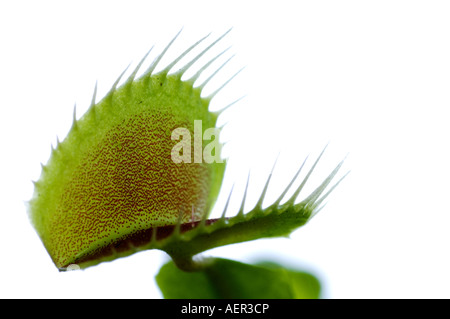 Primo piano di una venere trappola flytrap Dionaea muscipula Foto Stock