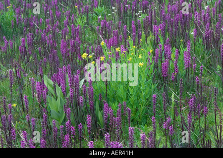 Fiori Selvatici in prato alpino Elephanthead lousewort Pedicularis groenlandica erba tossica Ouray San Juan Mountains Colorado USA Foto Stock