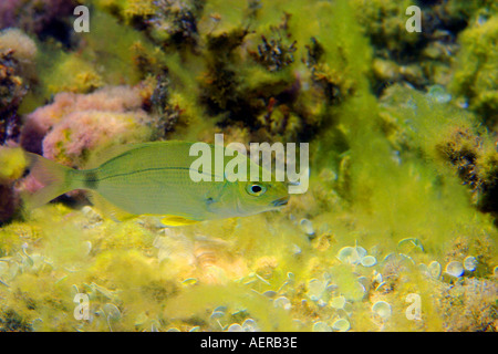 Orata anulare in acque poco profonde nel Mediterraneo Foto Stock