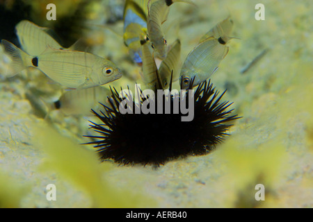 Orata anulare in acque poco profonde nel Mediterraneo Foto Stock