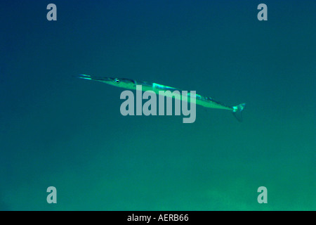 Needlefish nel Mar Egeo mediterraneo Foto Stock