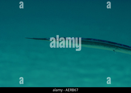 Needlefish nel Mar Egeo mediterraneo Foto Stock