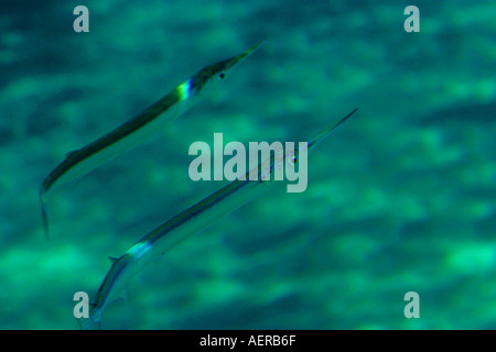 Needlefish nel Mar Egeo mediterraneo Foto Stock