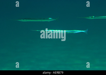 Needlefish nel Mar Egeo mediterraneo Foto Stock