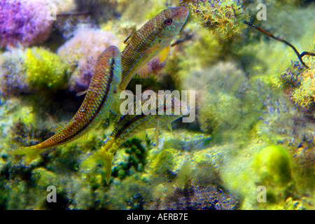 Goatfish scoglio Triglia di scoglio o triglia di fango nel Mediterraneo egeo Foto Stock