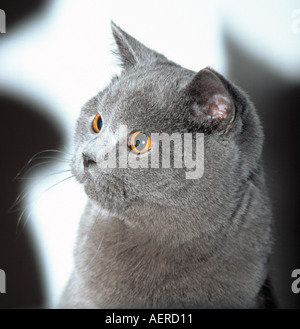 British Shorthair blu cat Foto Stock