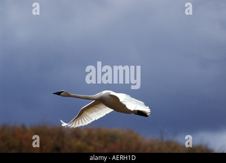 Trombettista cigno Cygnus buccinator in volo sotto un cielo buio e tempestoso, autostrada Denali all'interno dell'Alaska Foto Stock