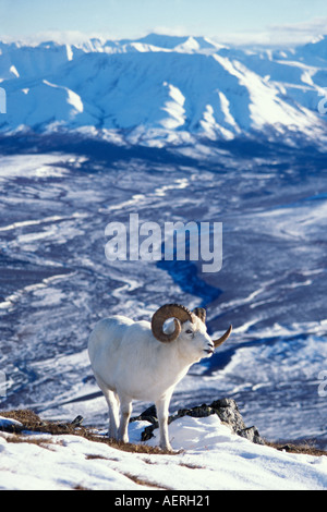 Dall ovini ovis dalli arricciamento pieno di ram nella neve sulle cime delle montagne l'Alaska Range Parco Nazionale di Denali interior Alaska Foto Stock