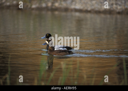 Maggiore scaup Aythya marila sul 1002 pianura costiera dell'Arctic National Wildlife Refuge Alaska Foto Stock