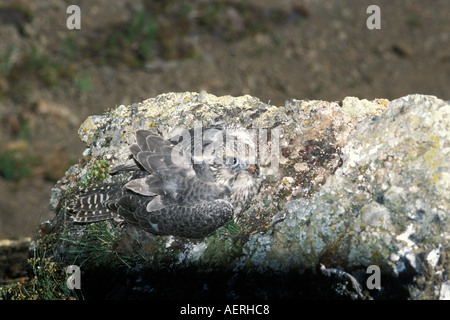 Gyrfalcon Falco rusticolus capretti ottenere pronto a volare versante nord del Brooks Range centrale Alaska artico Foto Stock