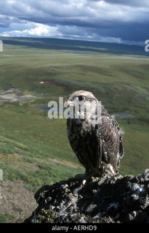 Gyrfalcon Falco rusticolus capretti ottenere pronto a volare versante nord del Brooks Range centrale Alaska artico Foto Stock