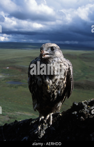 Gyrfalcon Falco rusticolus capretti ottenere pronto a volare versante nord del Brooks Range centrale Alaska artico Foto Stock