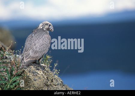 Gyrfalcon Falco rusticolus capretti ottenere pronto a volare versante nord del Brooks Range centrale Alaska artico Foto Stock