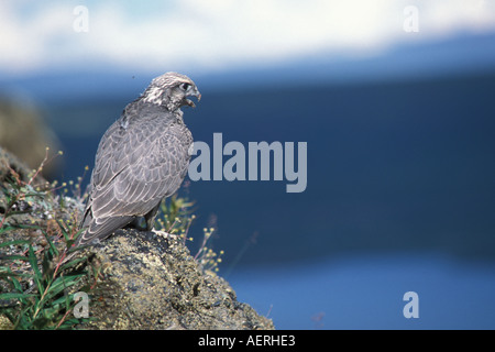 Gyrfalcon Falco rusticolus capretti ottenere pronto a volare versante nord del Brooks Range centrale Alaska artico Foto Stock