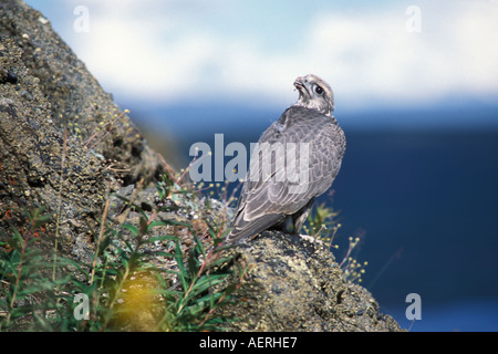 Gyrfalcon Falco rusticolus capretti ottenere pronto a volare versante nord del Brooks Range centrale Alaska artico Foto Stock