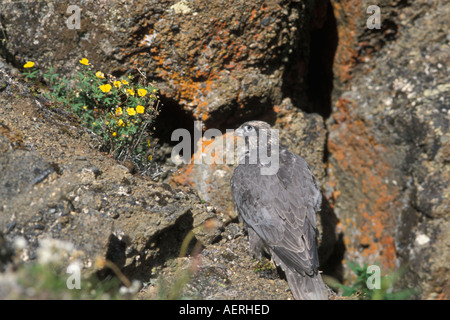 Gyrfalcon Falco rusticolus capretti ottenere pronto a volare versante nord del Brooks Range centrale Alaska artico Foto Stock