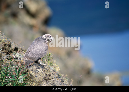 Gyrfalcon Falco rusticolus capretti ottenere pronto a volare versante nord del Brooks Range centrale Alaska artico Foto Stock