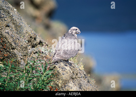 Gyrfalcon Falco rusticolus capretti ottenere pronto a volare versante nord del Brooks Range centrale Alaska artico Foto Stock