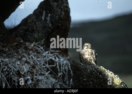 Gyrfalcon Falco rusticolus capretti ottenere pronto a volare con un sacco di zanzare versante nord artico centrale Alaska Foto Stock