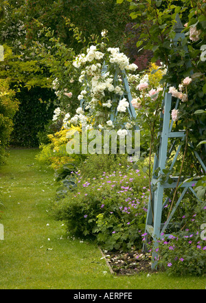 Una grande profusione di bianco rosa " Iceberg " fiori che sbocciano nel blu dipinto di giardino in legno obelisco in Sussex England Foto Stock